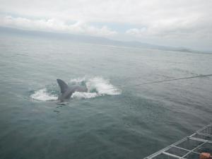 shark cage diving_South Africa