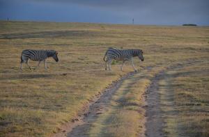 Zebra Game Reserve South Africa