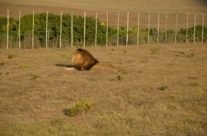 Lion South Africa Game reserve