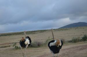 Ostrich Game Reserve South Africa